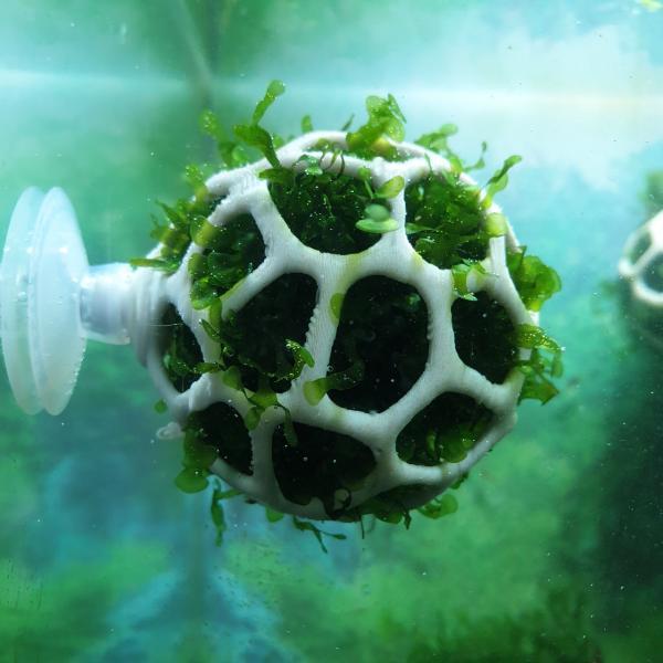 shrimp football (mini size)